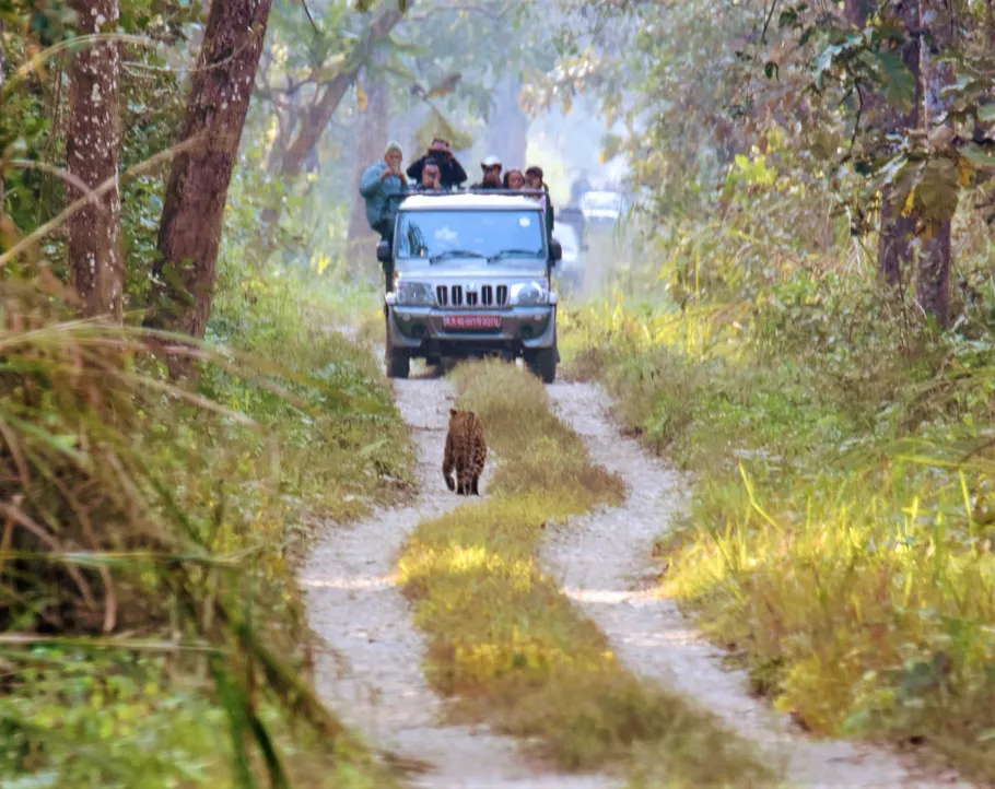 Chitwan National Park Safari: A Journey into Nepal’s Wild Heart