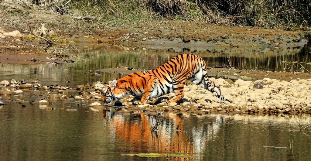 Bardia Jungle Safari 5 Nights: An Unforgettable Wildlife Adventure in Nepal’s Hidden Gem